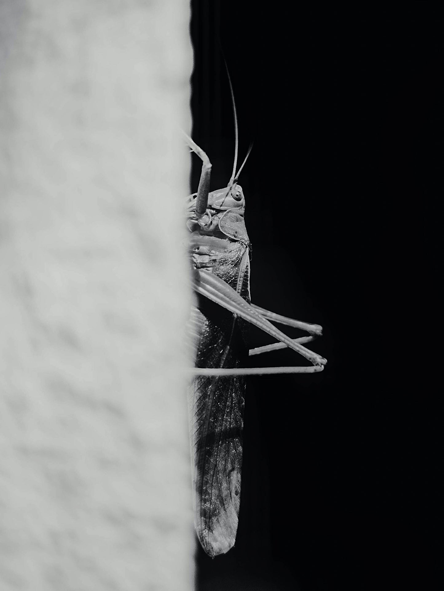 insecturity