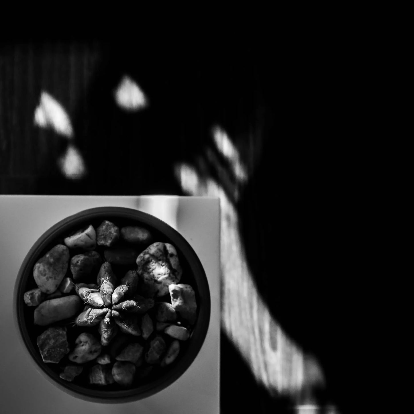 IIM limited fine art print
