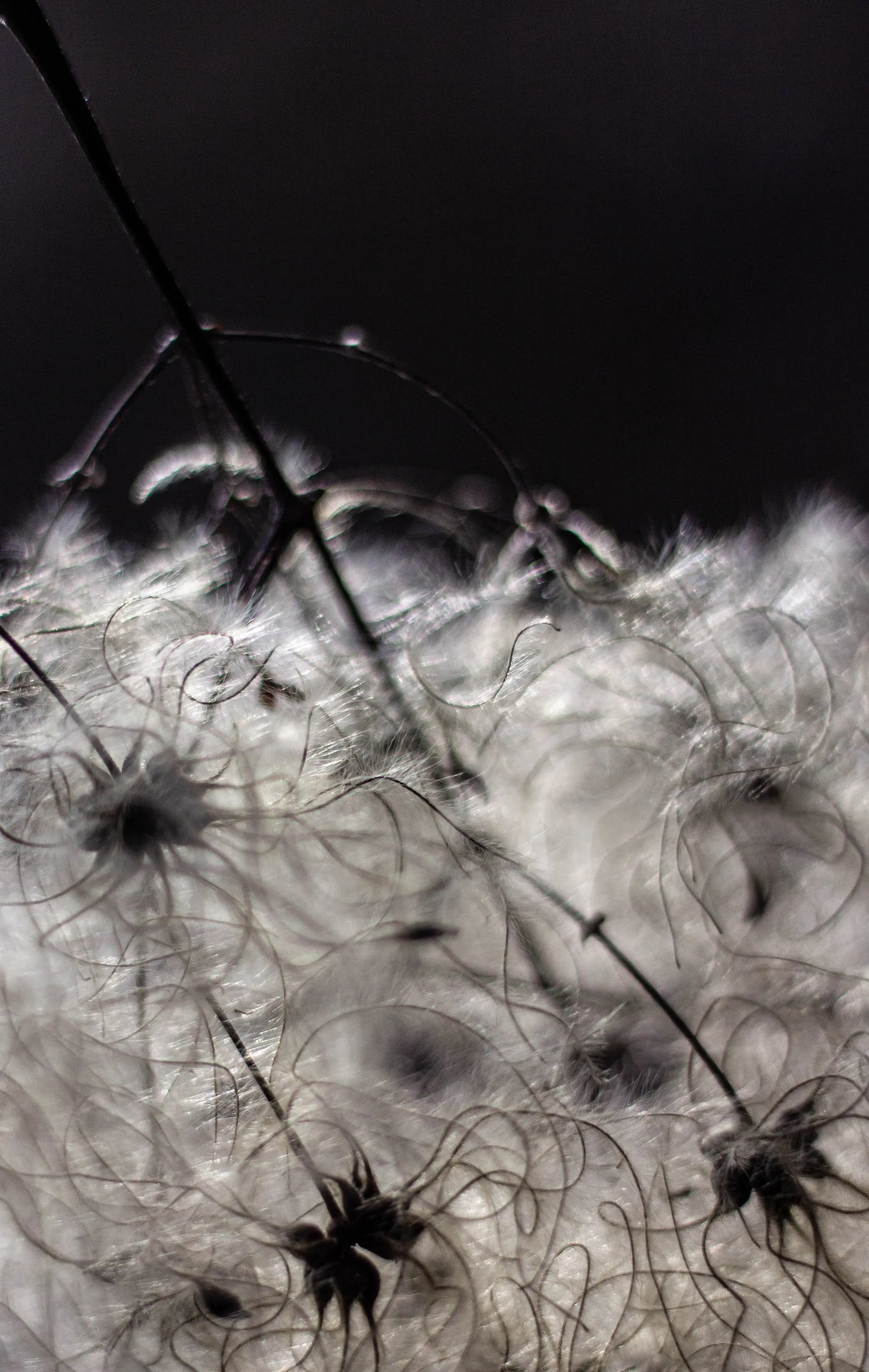 IIM fine art print