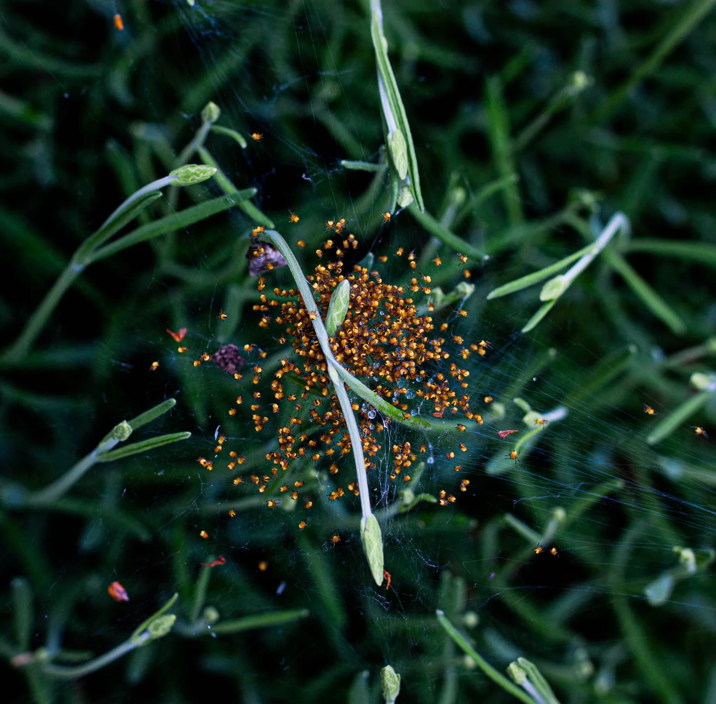 IIM fine art print